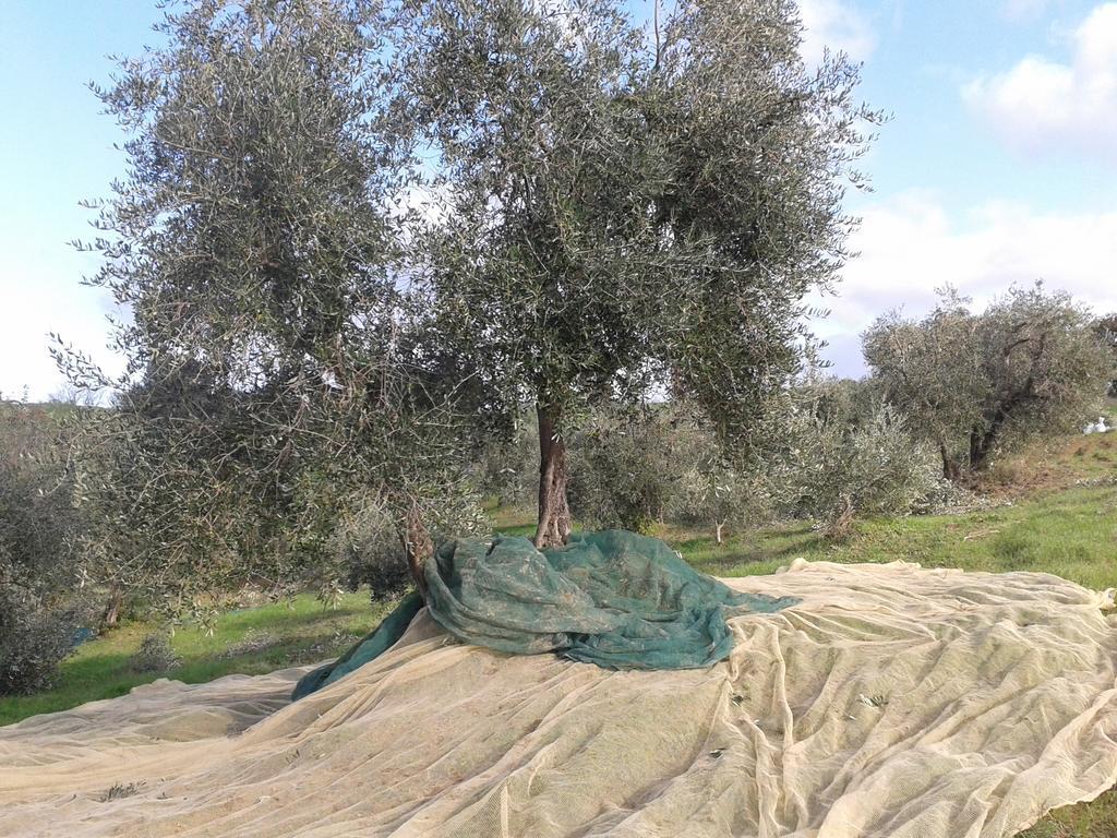 Agriturismo Santa Chiara Помаранче Екстериор снимка