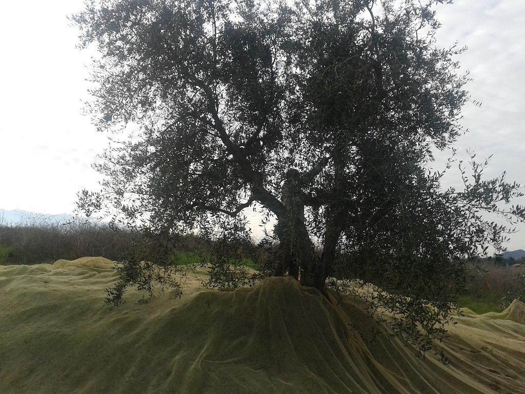 Agriturismo Santa Chiara Помаранче Екстериор снимка